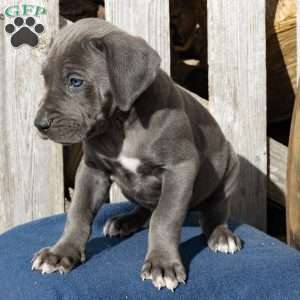 Blue Jay, Great Dane Puppy